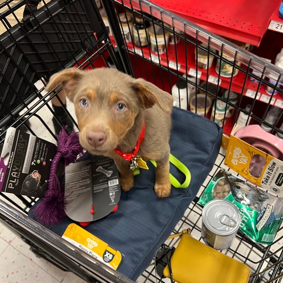 Meet your Posher, Samantha - Picture 5 of 7